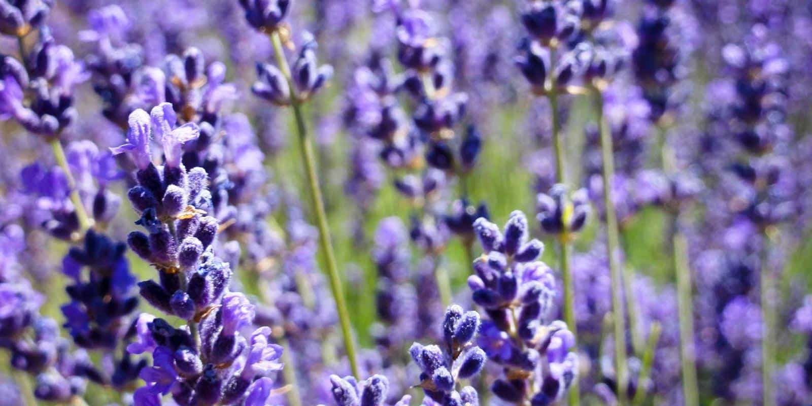 Lavender field in Provence