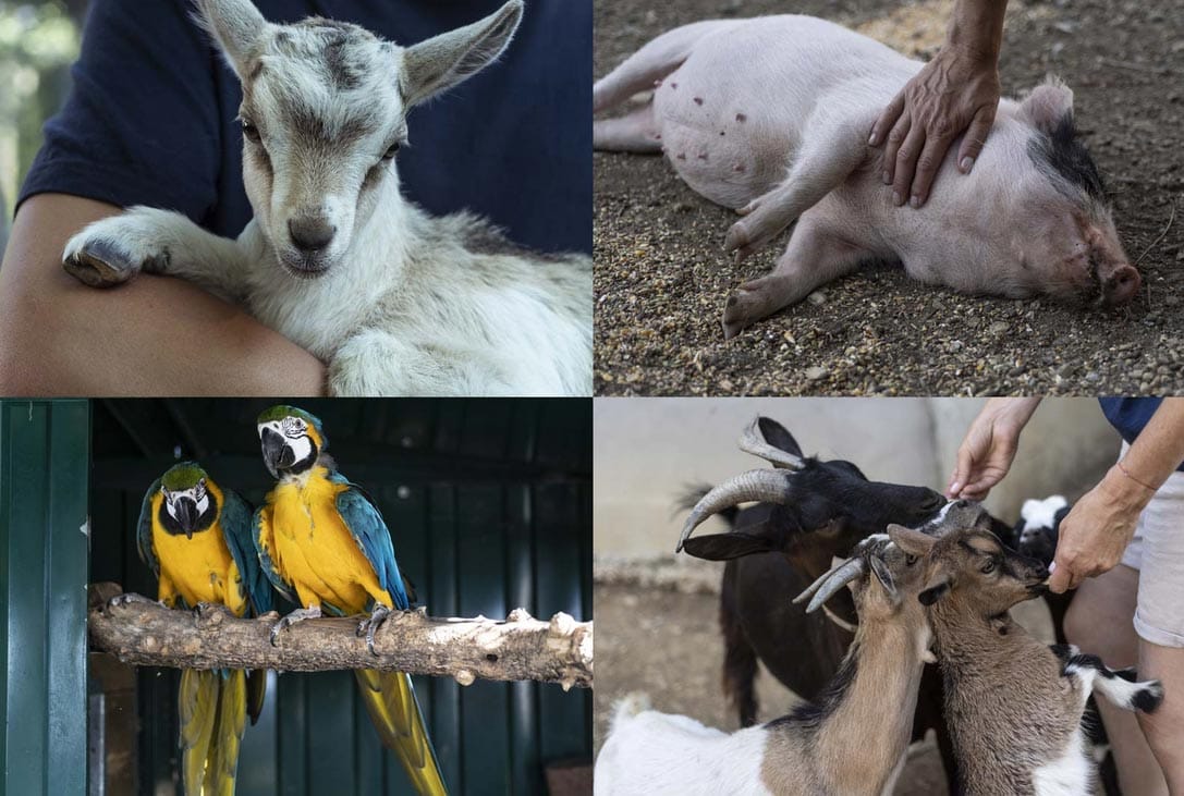The animals of the small farm at Terre de Rêve