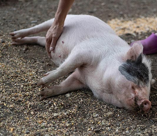 Peggy, le petit cochon de la mini-ferme de Terre de Rêve