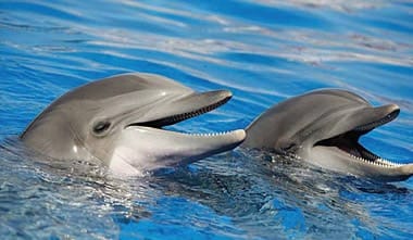 Marineland marine zoo