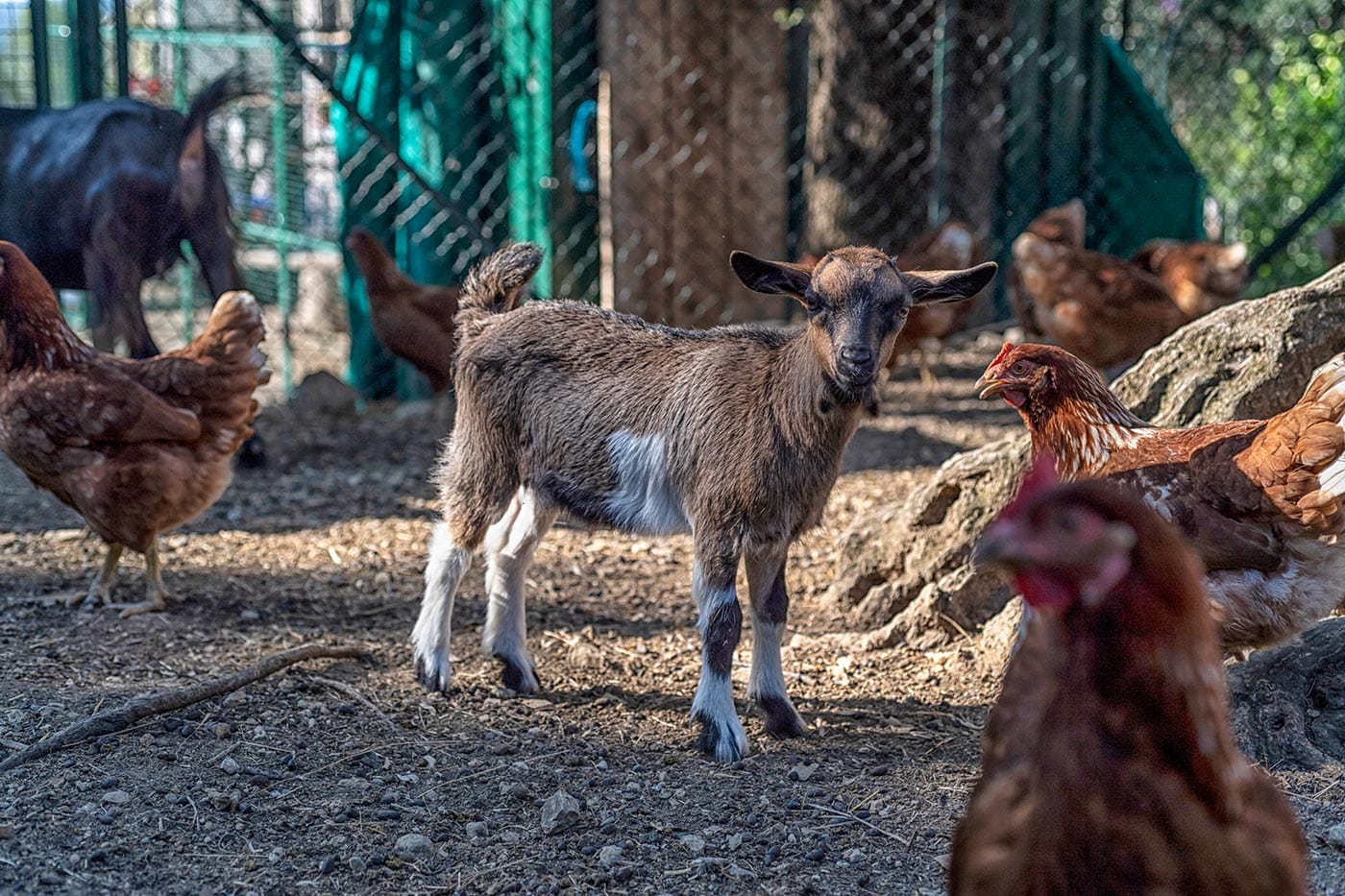 La mini-ferme à animaux dans le parc de la maison d’hôtes Terre de Rêve